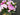Soft Pink Peony Door Basket – Elegant Spring Front Door Decor - TwoInspireYou