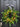 Lemon and Crabapple Wreath -Reserved for Angela - TwoInspireYou