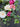 Pink Rose Ivy Wreath Pink Cream Spring Summer Front Door Decor - TwoInspireYou