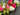 Radiant Pink and White Peony Wreath - TwoInspireYou