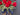 4th of July Geranium Basket with White Flowers - TwoInspireYou
