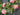 Summer Day Wreath with Pink Geraniums - TwoInspireYou