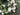 Light Pink Peony Wreath with Ribbon - TwoInspireYou