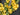 Yellow Tulip and Mint Wreath - TwoInspireYou