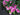 Summer Pink Peony Wreath - TwoInspireYou