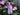 Pink Peony Wreath - TwoInspireYou