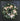 Everyday Cream Peony Wreath, up close view of cream peony wreath on black front door