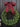 Christmas Boxwood Wreath