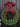 Christmas Boxwood Wreath