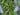 Evergreen Fern Swag - TwoInspireYou