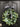 Green Peony Wreath