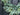 Farmhouse Bay Leaf Wreath, left lower corner view