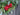 Christmas Red Peony and Pine Wreath - TwoInspireYou