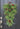 Christmas Teardrop Swag with Pine and Pinecones - TwoInspireYou