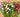 Spring Paris Bucket with Ranunculus - TwoInspireYou
