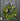 Spring Lemon and Blueberry Boxwood Wreath - TwoInspireYou