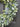Lamb's Ear and Eucalyptus Wreath with Lavender - TwoInspireYou