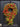 Red Daisy Cascading Wreath
