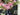 Pink Peony & Variegated Greenery Wreath - TwoInspireYou