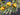 Golden Pear Fall Wreath with Life-Size Fruit - TwoInspireYou