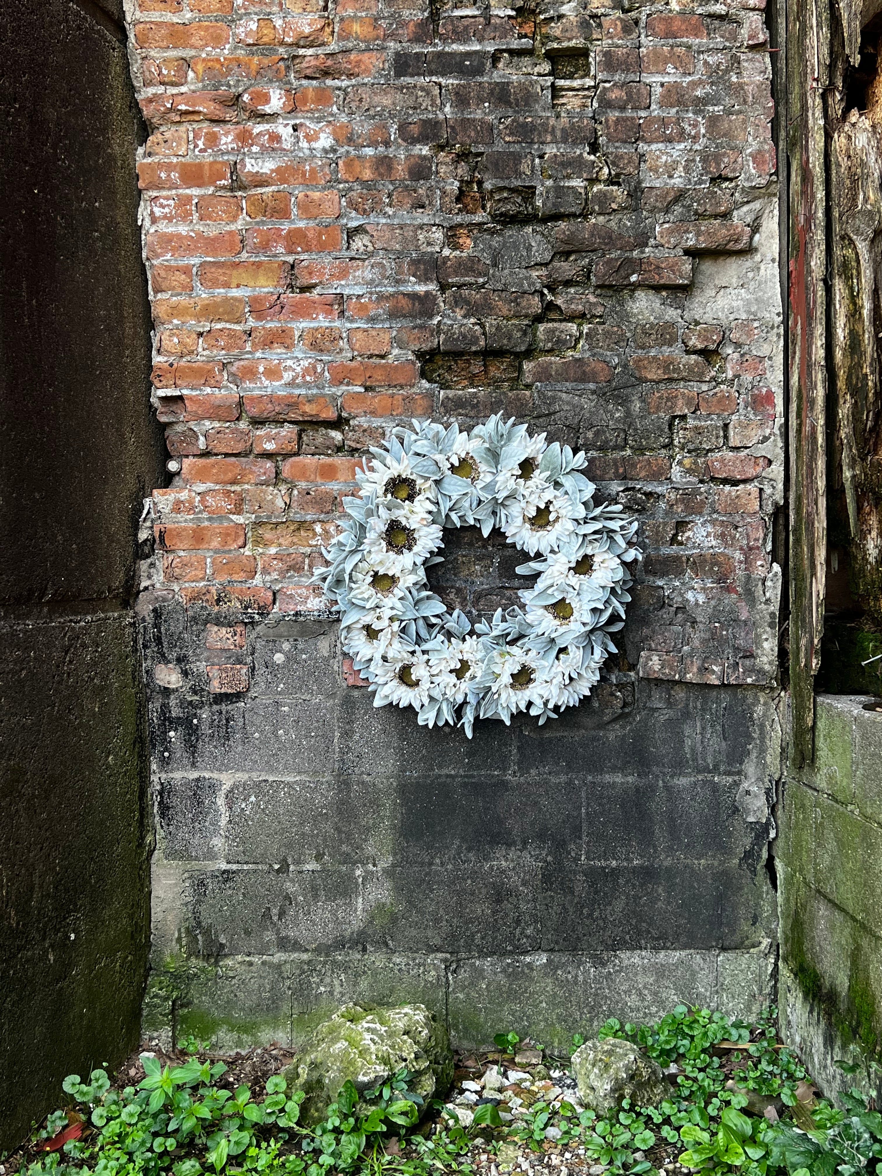 White Sunflower and Lamb's Ear Wreath