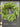 Norfolk Pine Wreath for Front Door - TwoInspireYou