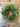 Norfolk Pine Mini Wreath for Christmas, Set of 2 - TwoInspireYou