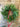 Norfolk Pine Mini Wreath for Christmas