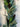 Winter Pinecone and Bay Leaf Forest Garland - TwoInspireYou