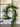 Norfolk Pine Garland Natural Touch Winter Greenery - TwoInspireYou