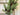 Spruce Pine Garland - TwoInspireYou