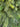 Lush Mixed Pine Christmas Teardrop Swag with Natural Accents - TwoInspireYou
