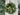 Festive Norfolk Pine Wreath with Gold Bells - TwoInspireYou