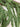 Cedar Pine Mantle Garland | - TwoInspireYou