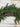 Cedar Pine Deluxe Garland | - TwoInspireYou
