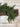 Cedar Pine Deluxe Garland | - TwoInspireYou
