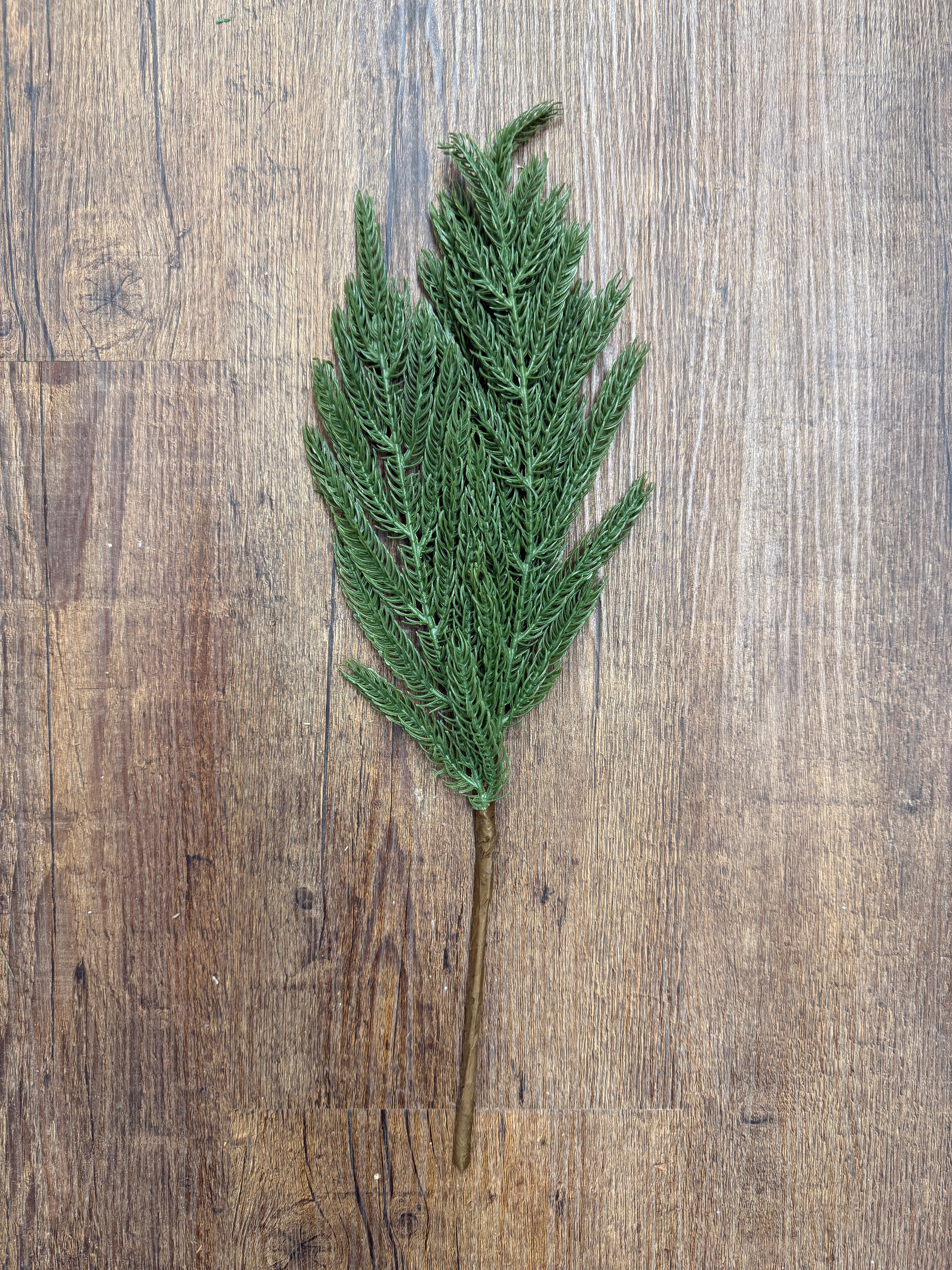 Norfolk Pine Stem for Christmas Wreaths, Garlands & Winter Arrangements