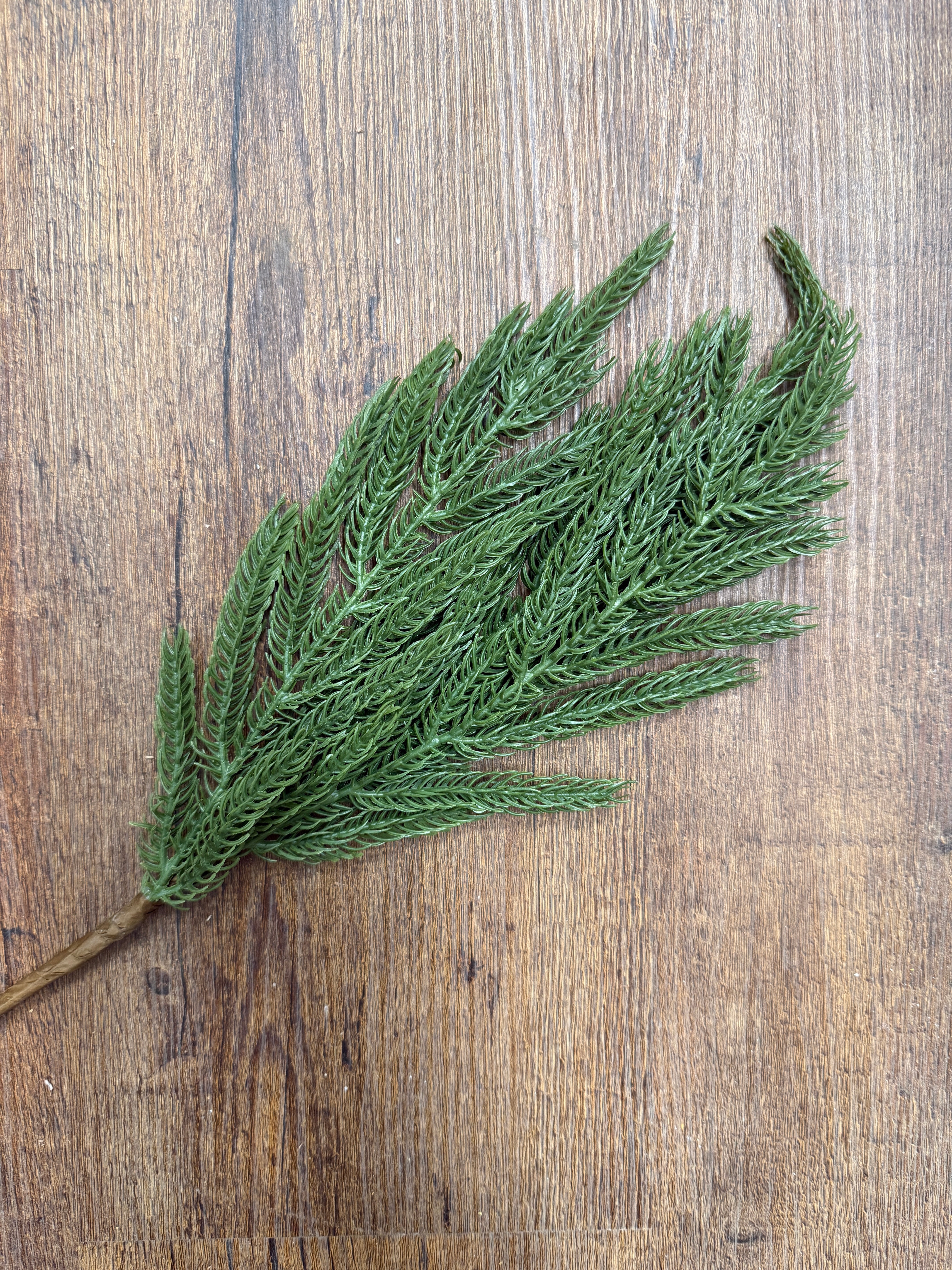 Norfolk Pine Stem for Christmas Wreaths, Garlands & Winter Arrangements