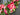 Pink Peony Summer Wreath for Front Door - TwoInspireYou