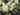 White Peony & Hydrangea Wreath with Cascading Vines – Wedding Wreath - TwoInspireYou