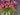 Front Door Pink Geranium Bucket Wreath - TwoInspireYou