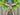 Olive Branch Wreath with Ribbon
