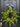 Lemon and Crabapple Wreath -Reserved for Angela - TwoInspireYou