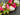 Radiant Pink and White Peony Wreath - TwoInspireYou