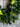 Summer Pear Wreath - TwoInspireYou