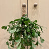 Frosted Mistletoe Bundle - TwoInspireYou