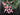 Eucalyptus and ranunculus wreath, front view, black front door, spring and summer wreath, up close