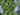 Evergreen Fern Swag - TwoInspireYou