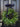 Bayleaf and Fern Wreath