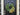 Eucalyptus and ranunculus wreath, front view, black front door, spring and summer wreath, yellow flowers